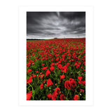 Wild Poppies (Print Only) thumbnail