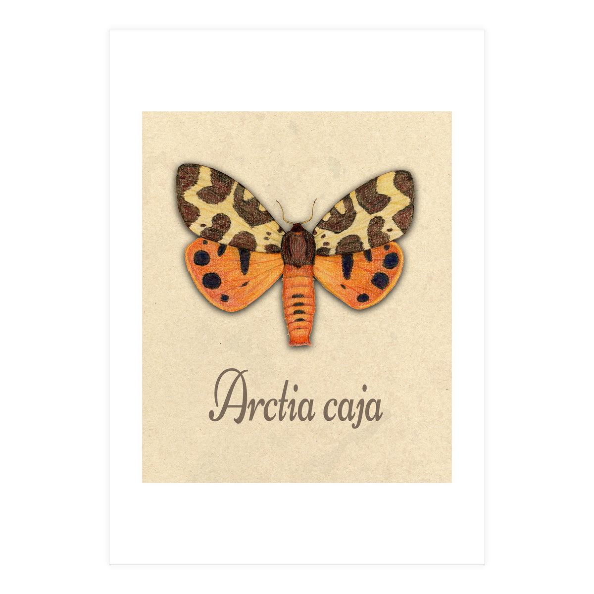 Garden tiger moth illustration (Print Only)