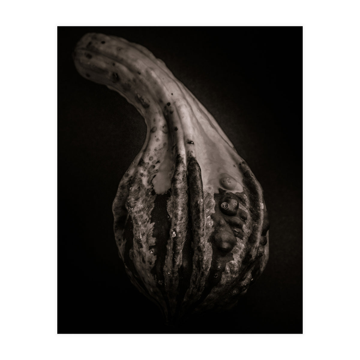 Gourds No 2 (Print Only)