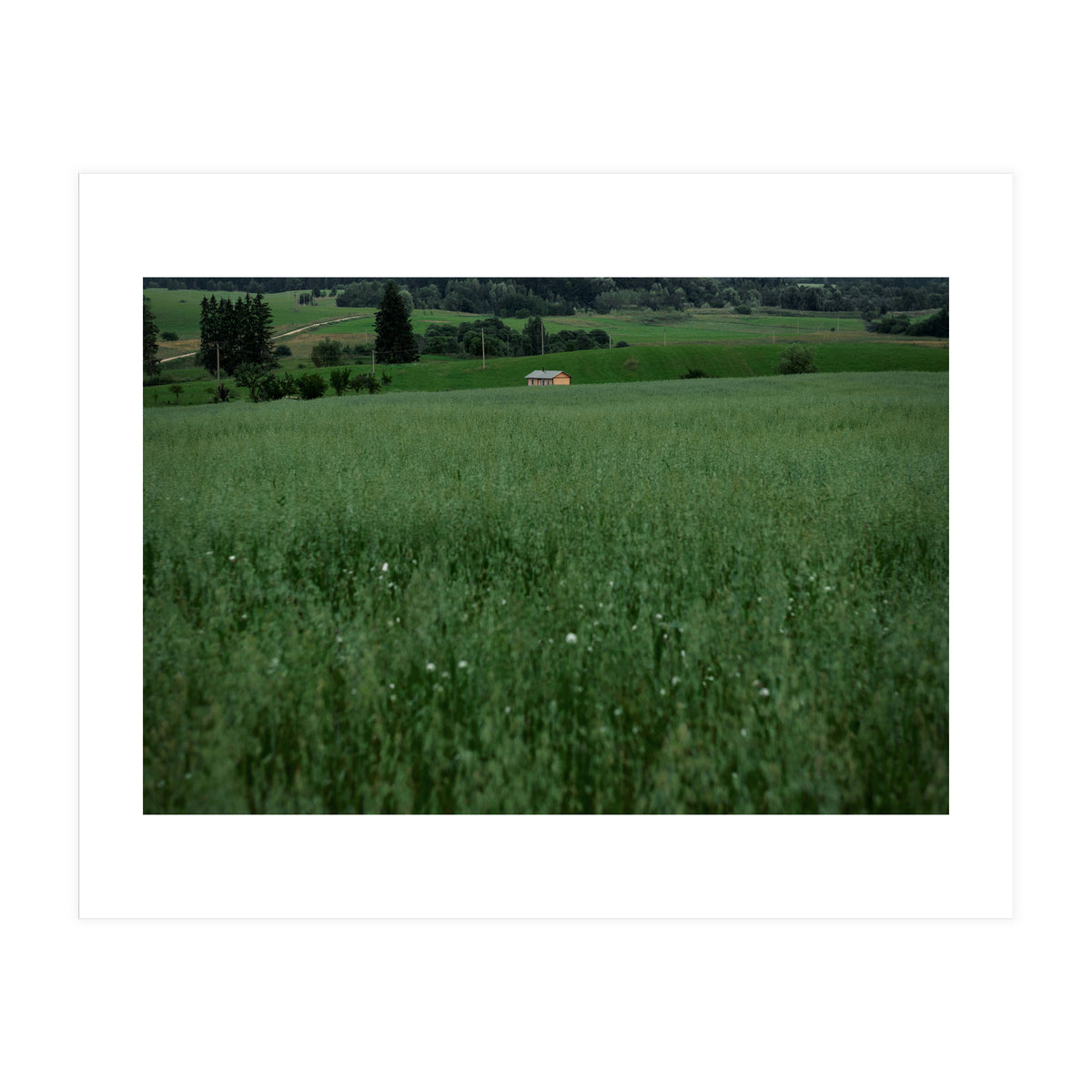 Green House (Print Only)