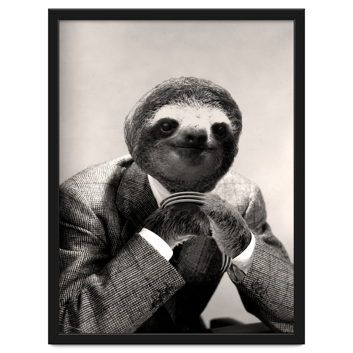 Gentleman Sloth 3