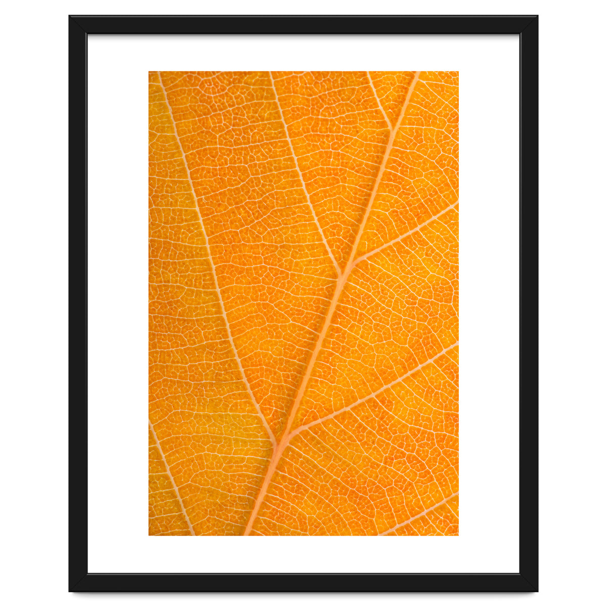 Autumn Leaf