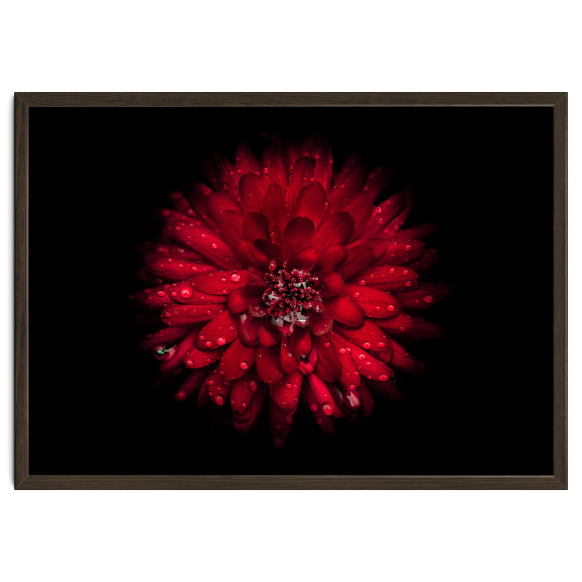 Backyard Flowers 45 Color Version