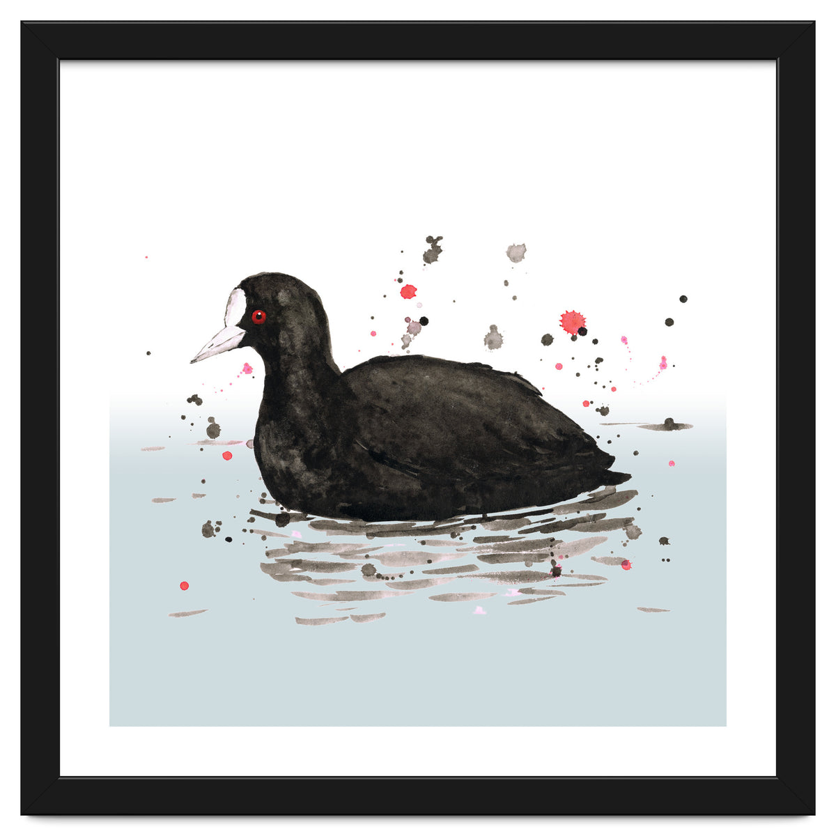 Common coot