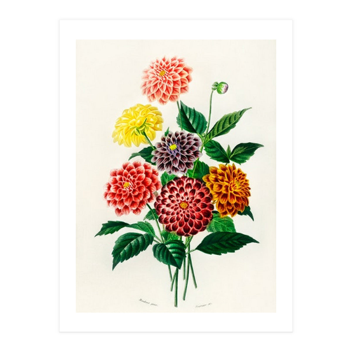 Dahlia illustrated (Print Only)