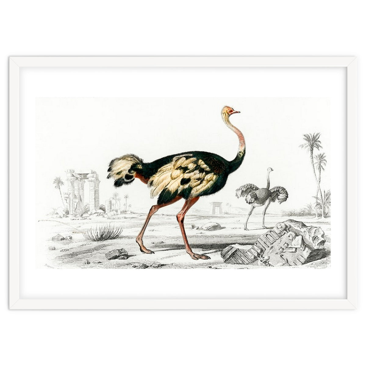 Struthio illustrated