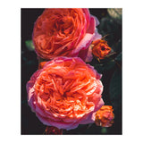 Rose Flowers  (Print Only) thumbnail