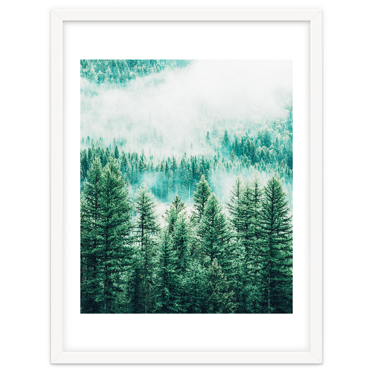 Forest And Fog