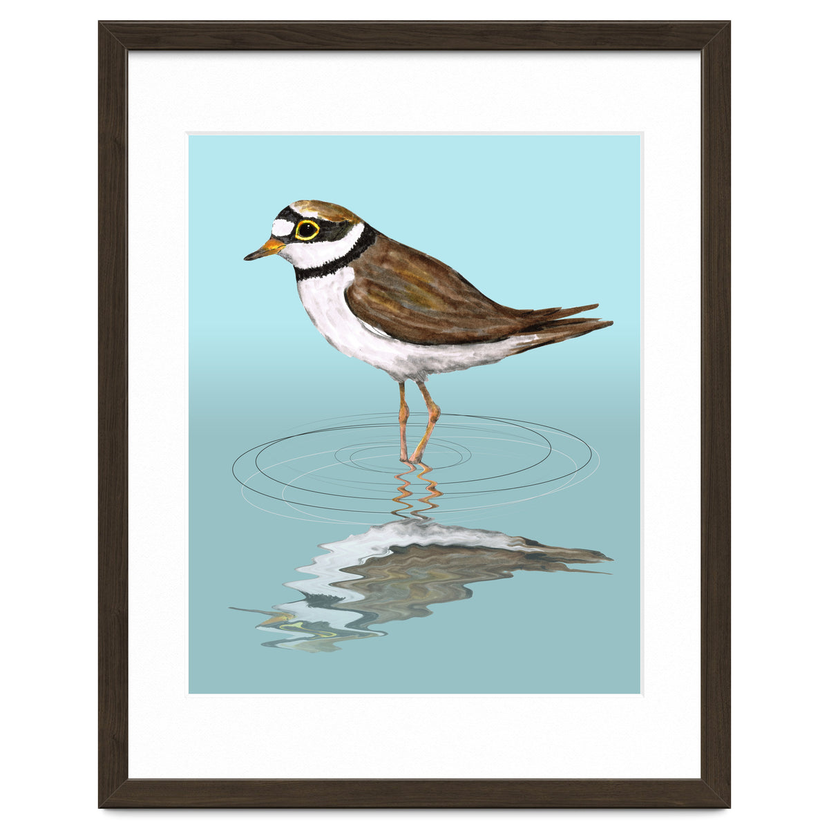 Little ringed  plover