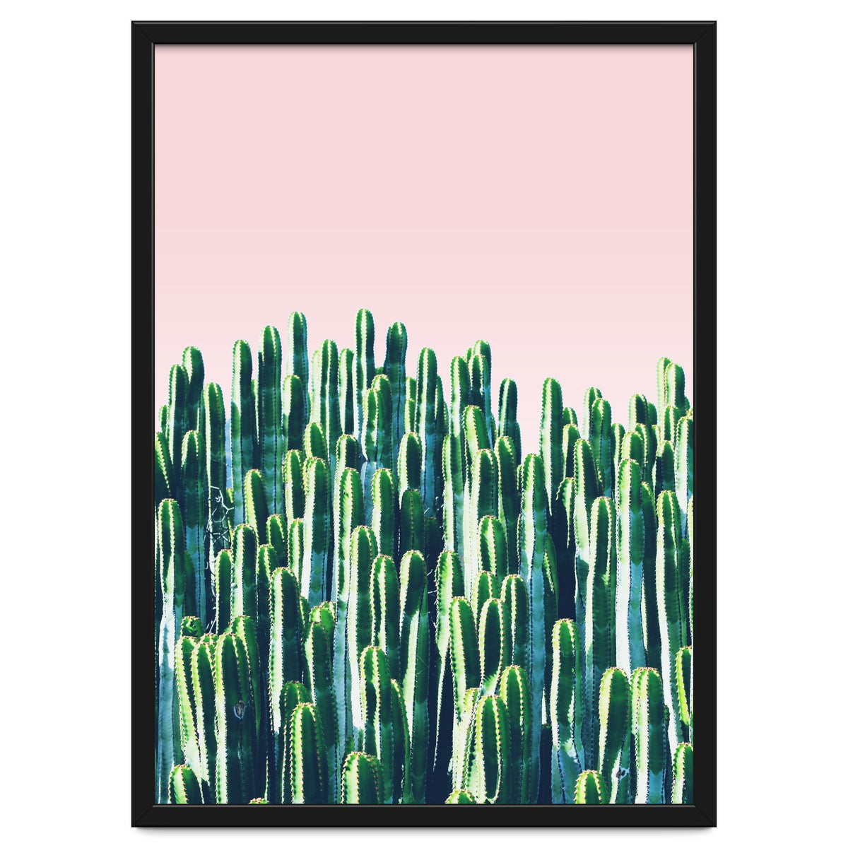 Cactus & Sunset II