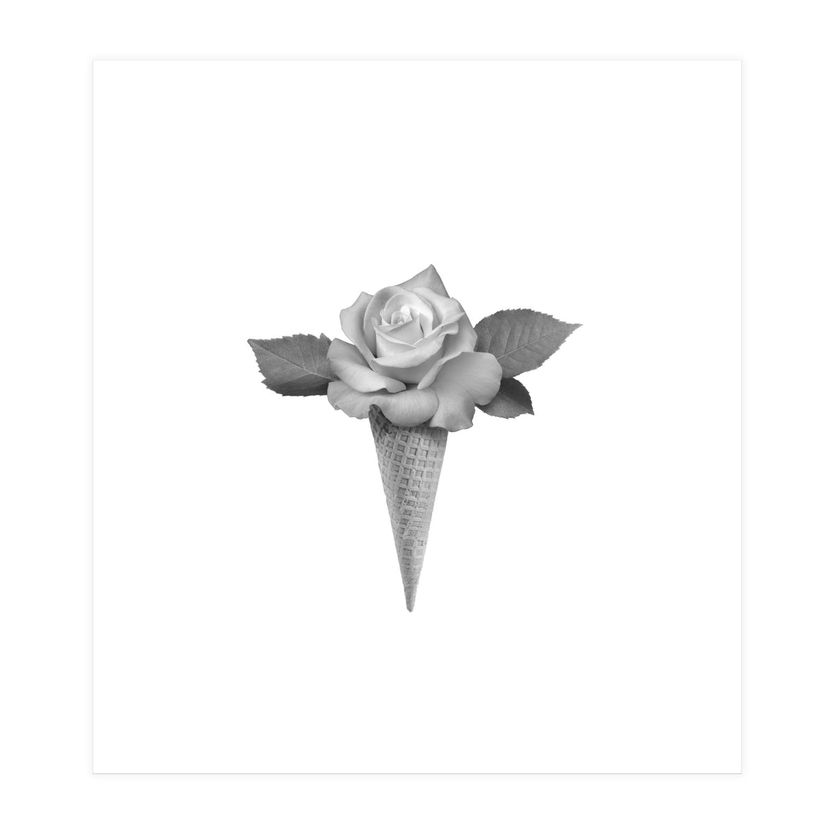 Rosecream (Print Only)