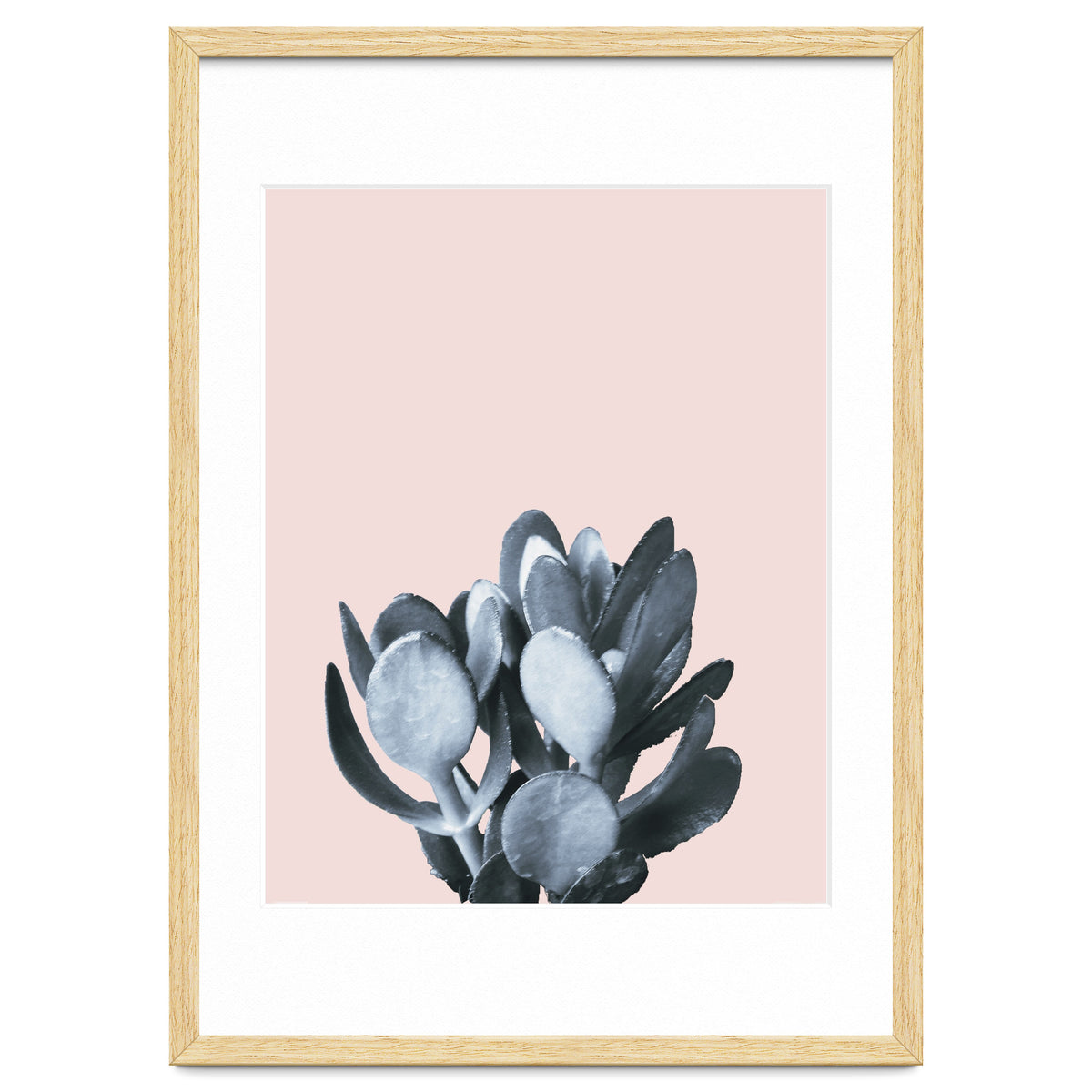 Cactus collection BL-II