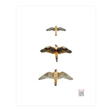 Falconidae n.1 (Print Only) thumbnail