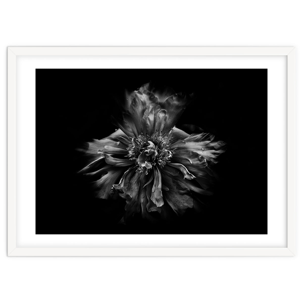 Backyard Flowers In Black And White No 49