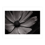 Black And White Flower (Print Only) thumbnail