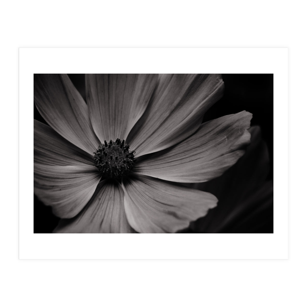 Black And White Flower (Print Only)