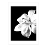 White Lily Black Background (Print Only) thumbnail