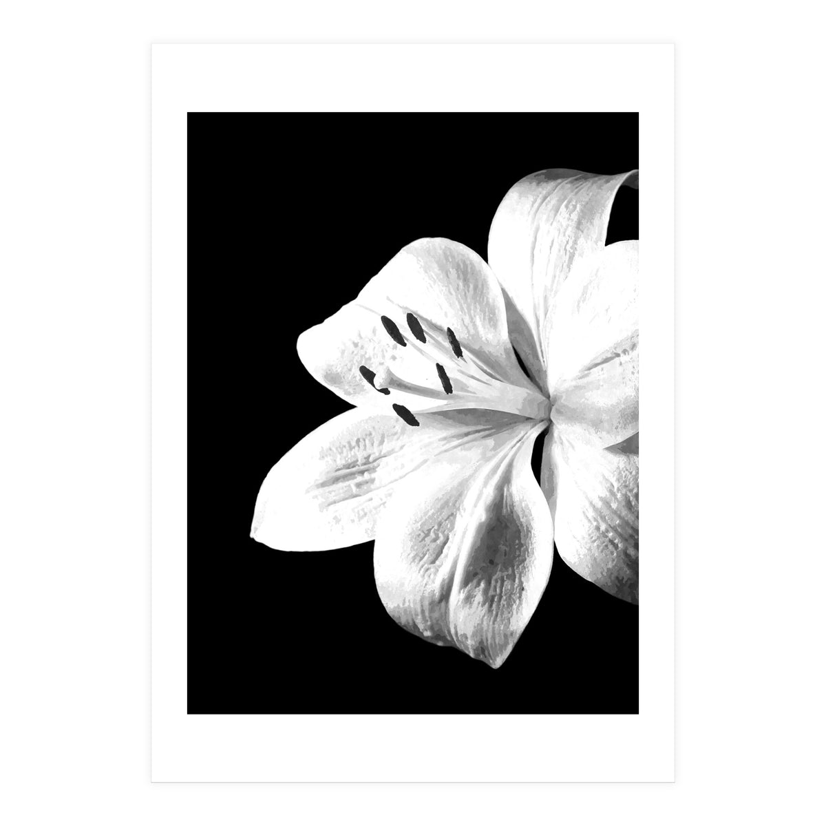 White Lily Black Background (Print Only)