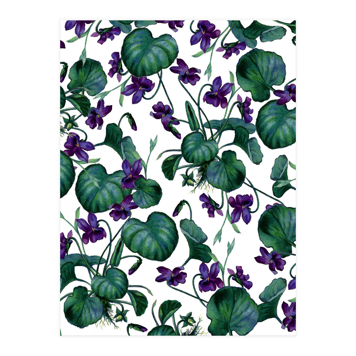 Violets (Print Only)