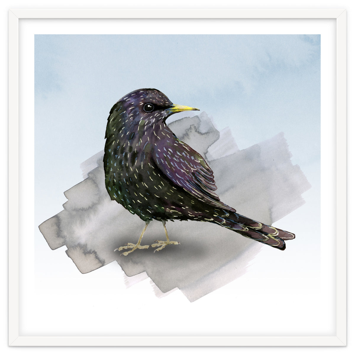 A watercolor drawing of a starling