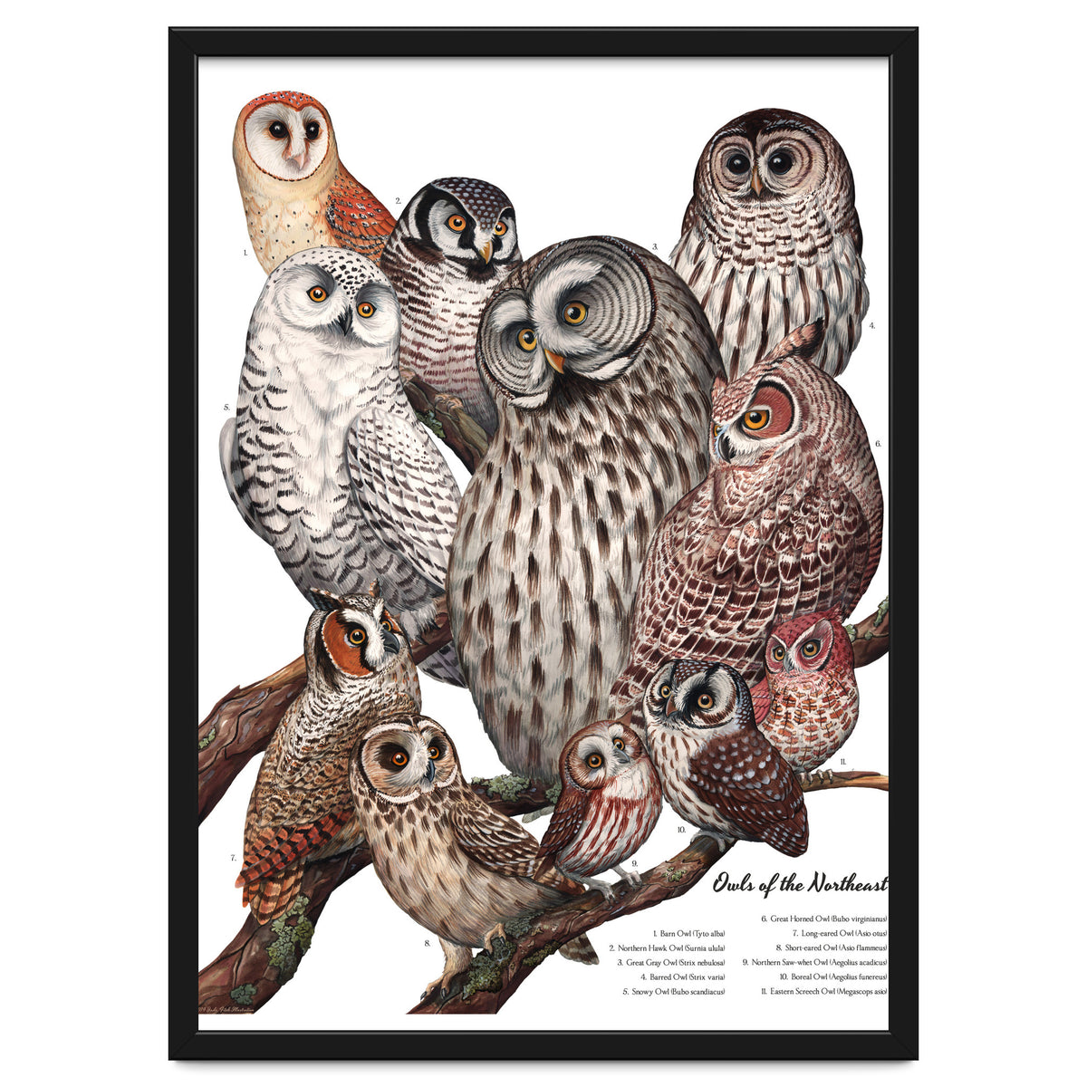 Owls Of The Northeast