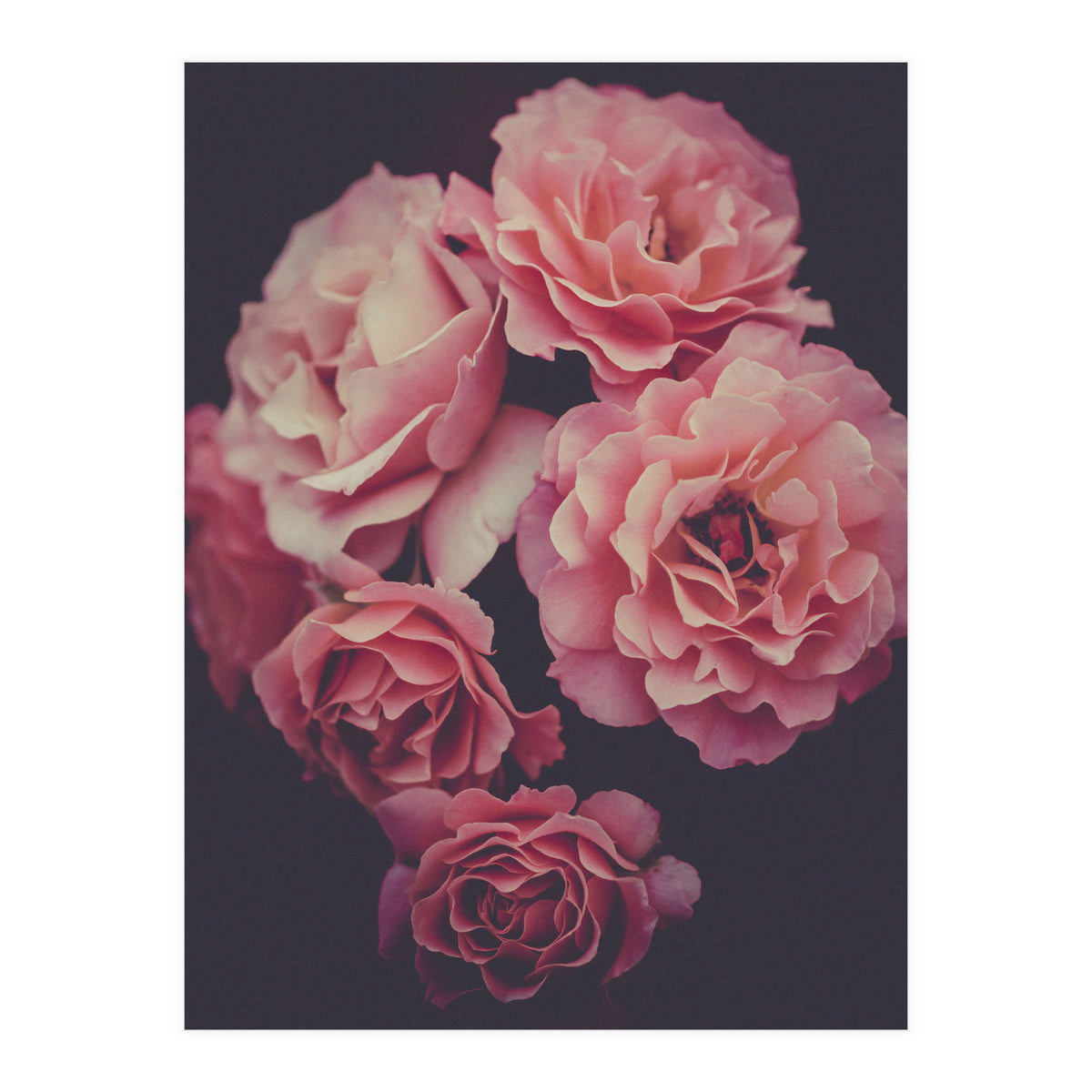 Dreamy Roses (Print Only)