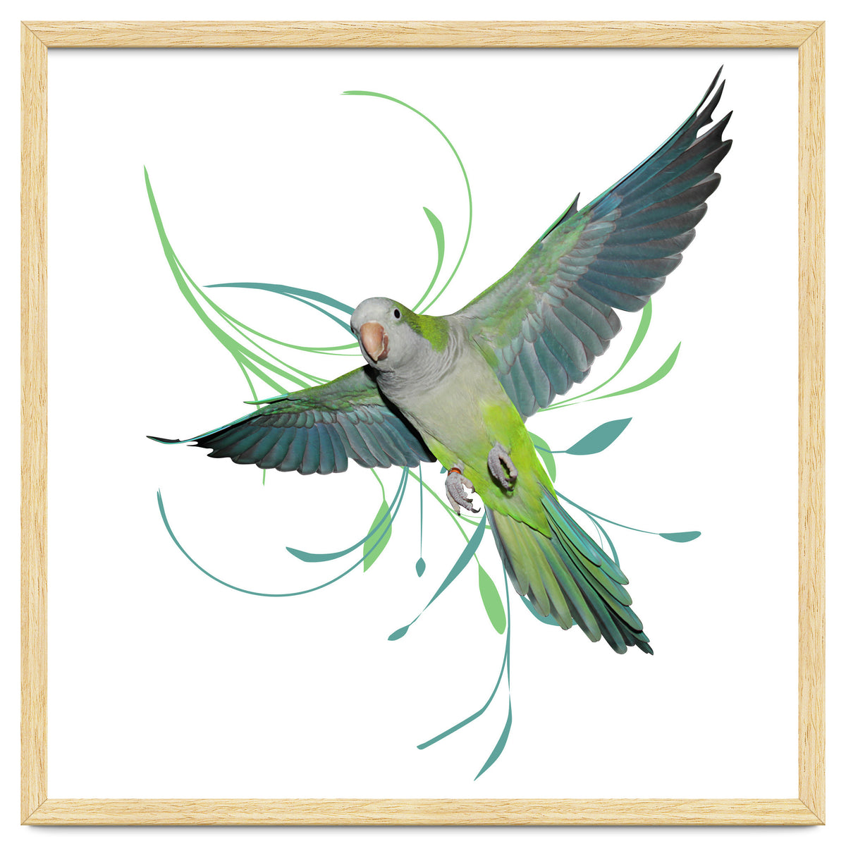 Flying quaker parrot