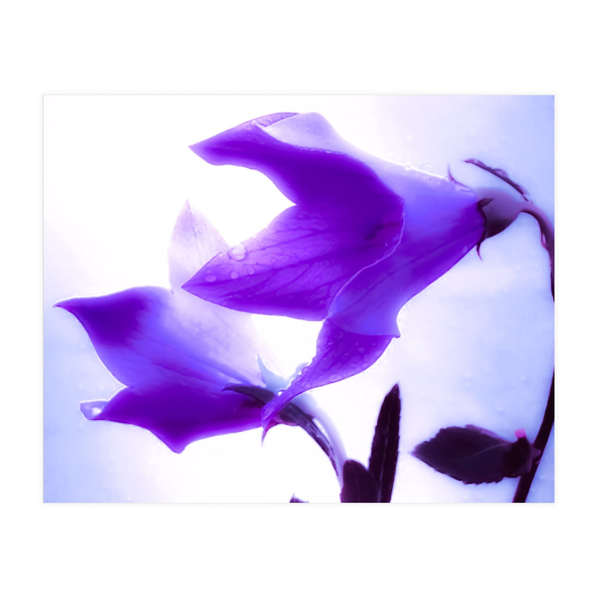 Innocent flowers  (Print Only)