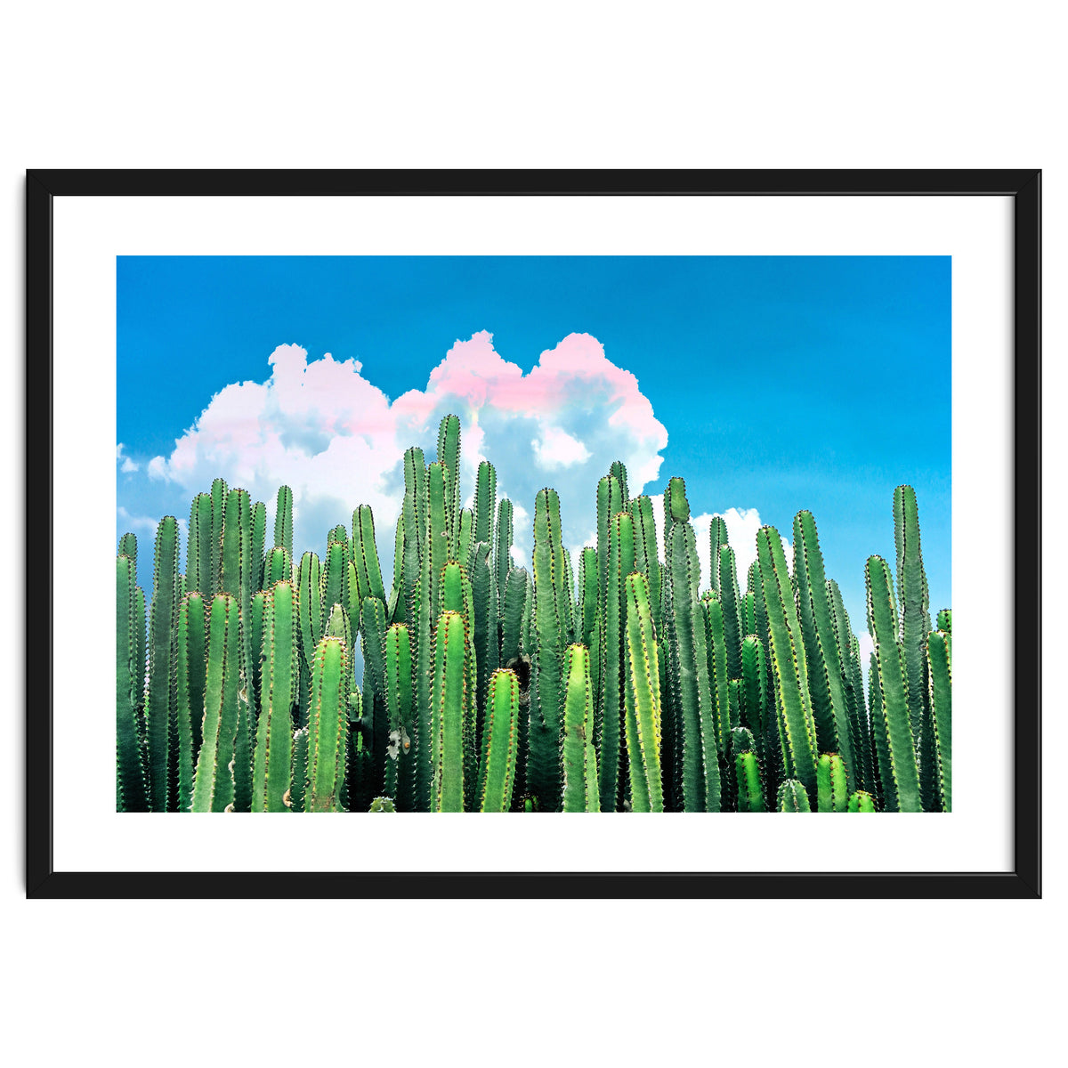 Cactus Summer