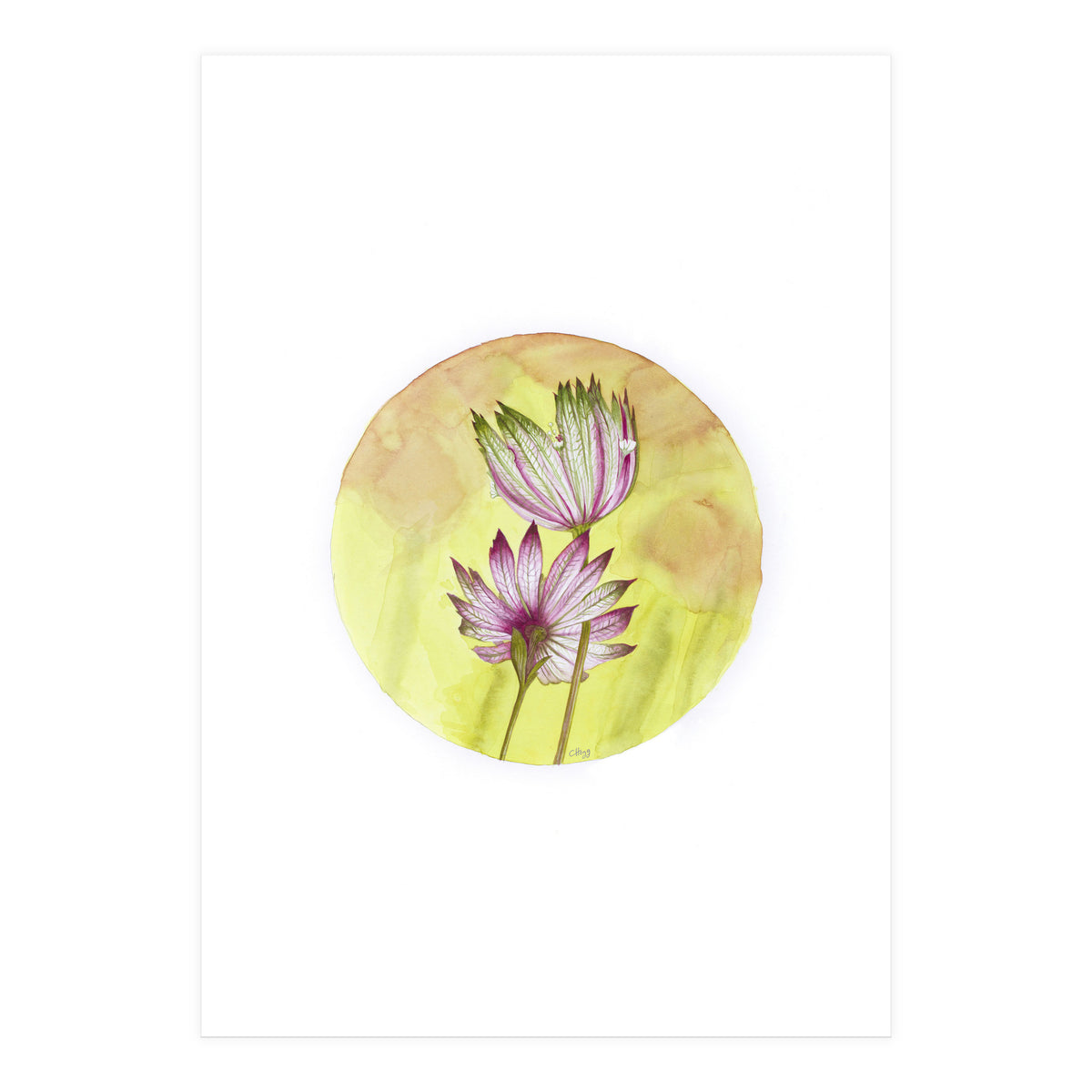 Circular Astrantia  (Print Only)