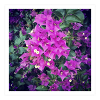 Purple Flowers (Print Only)