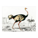 Struthio illustrated (Print Only) thumbnail