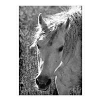 Brumby (Print Only)