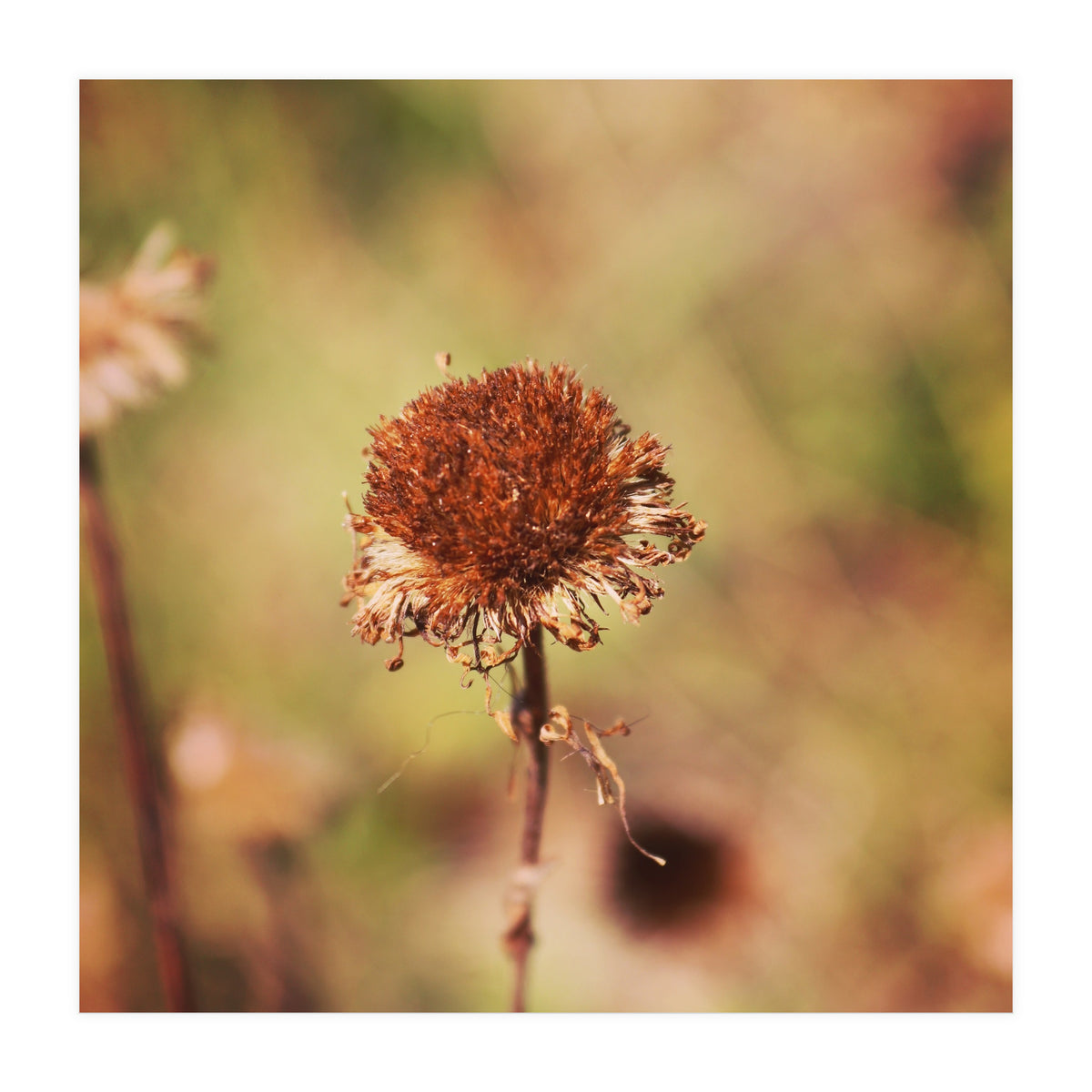 dried daisy (Print Only)