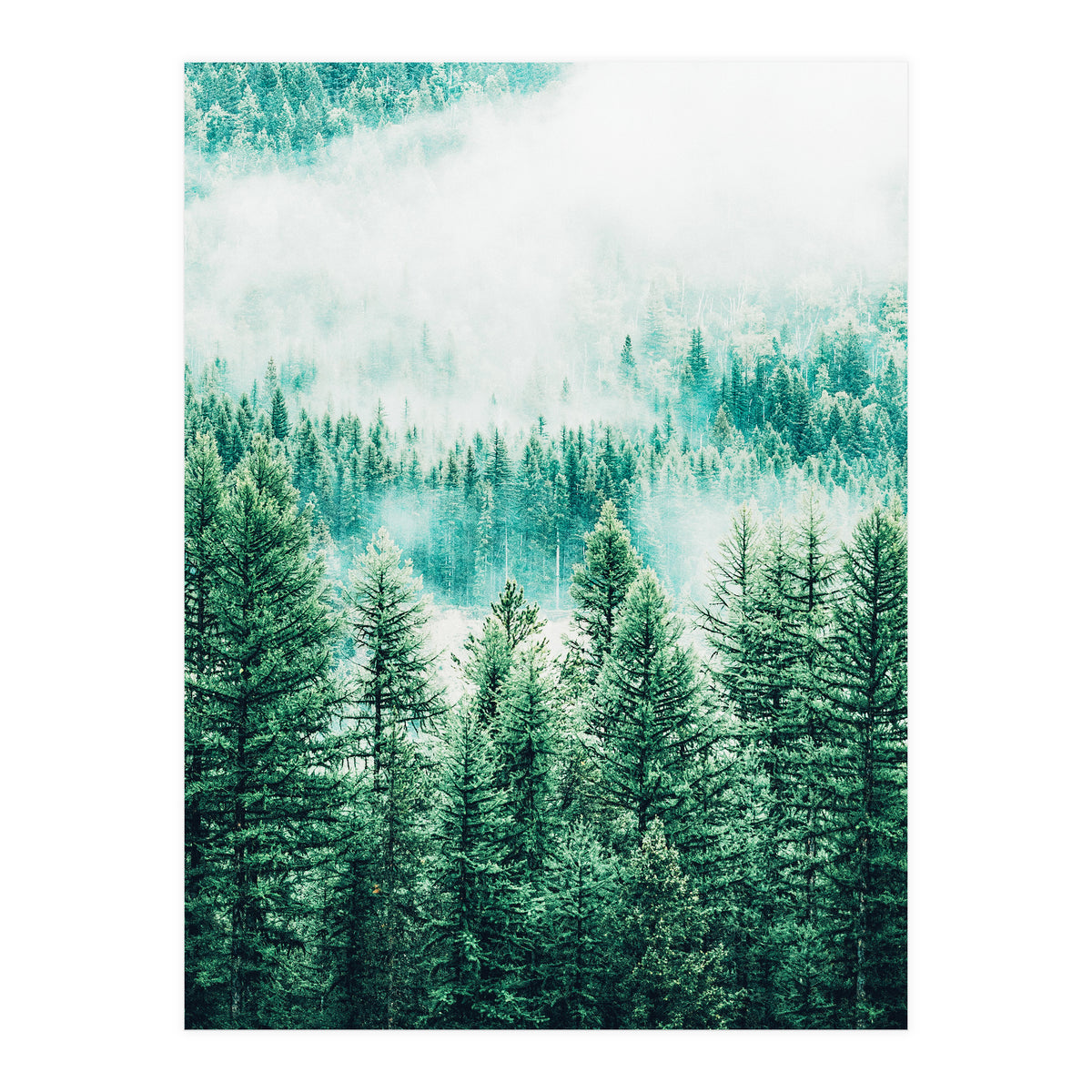 Forest And Fog (Print Only)