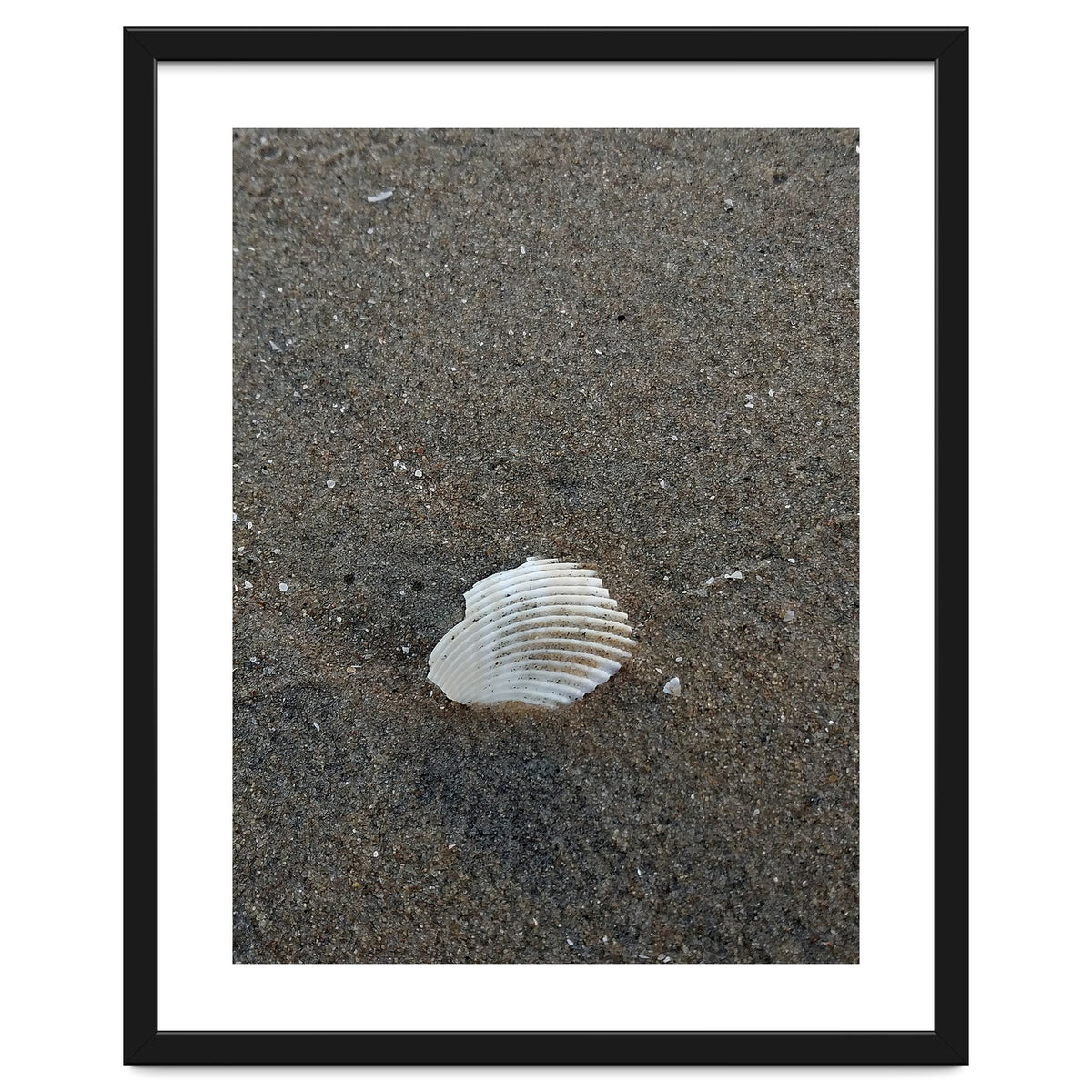Shell in Sea Shore
