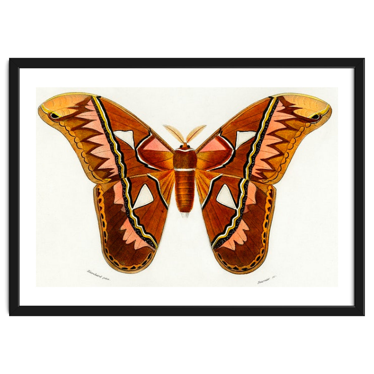 Attacus Atlas Moth illustrated