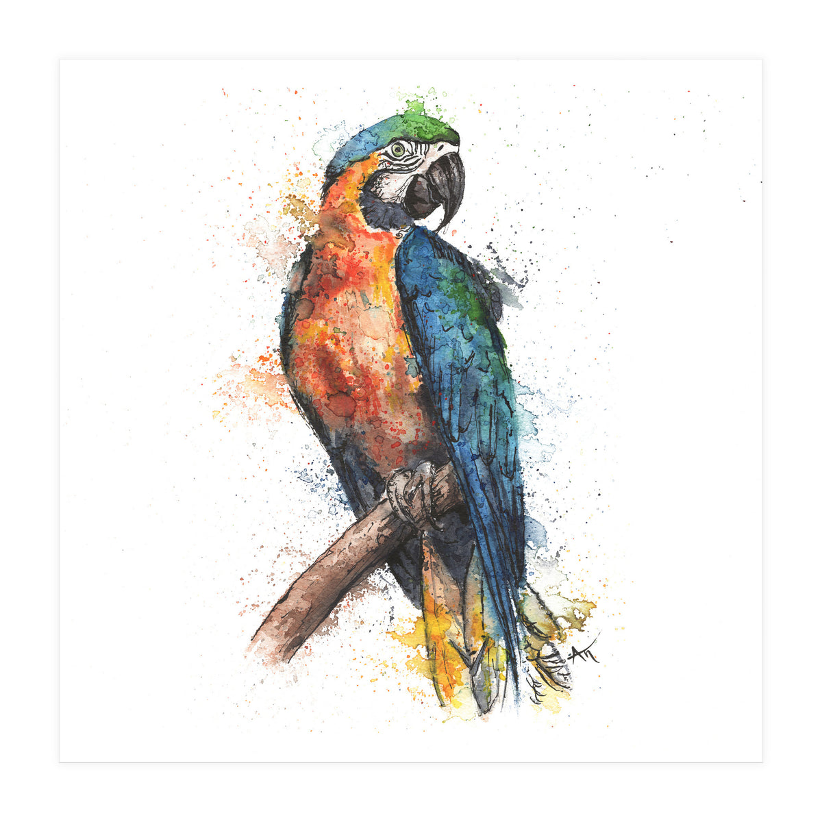 Parrot - Wildlife Collection (Print Only)