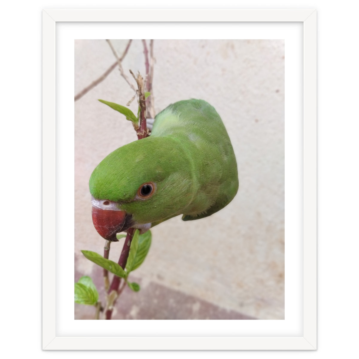 My Cute Parrot