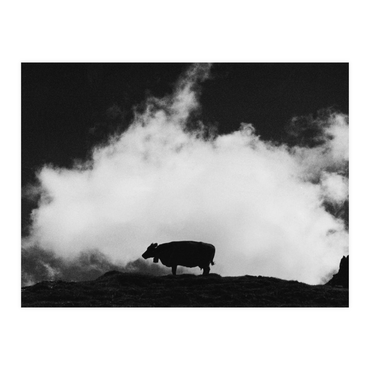 cow and cloud (Print Only)