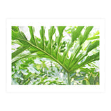 Green Leaf (Print Only) thumbnail