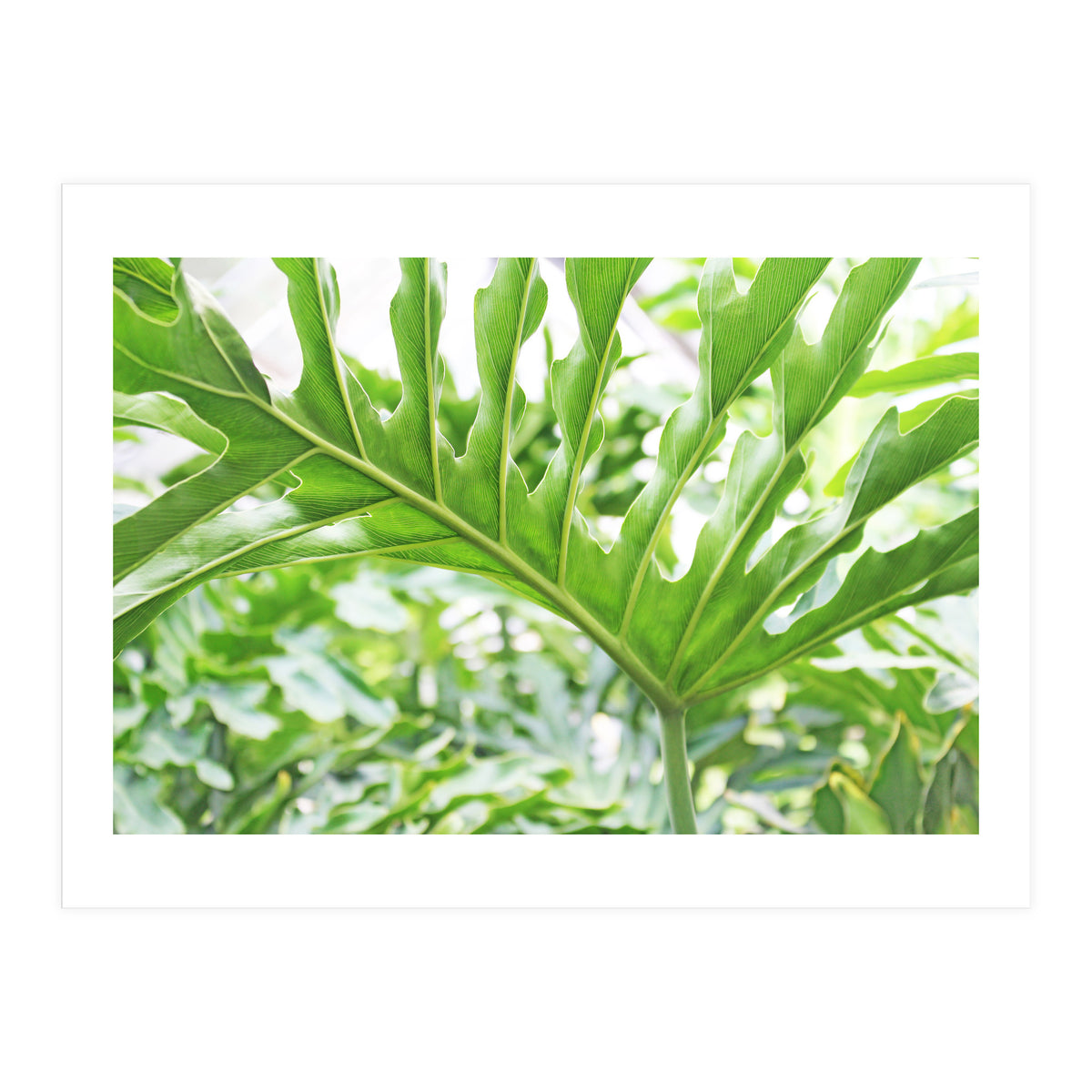 Green Leaf (Print Only)