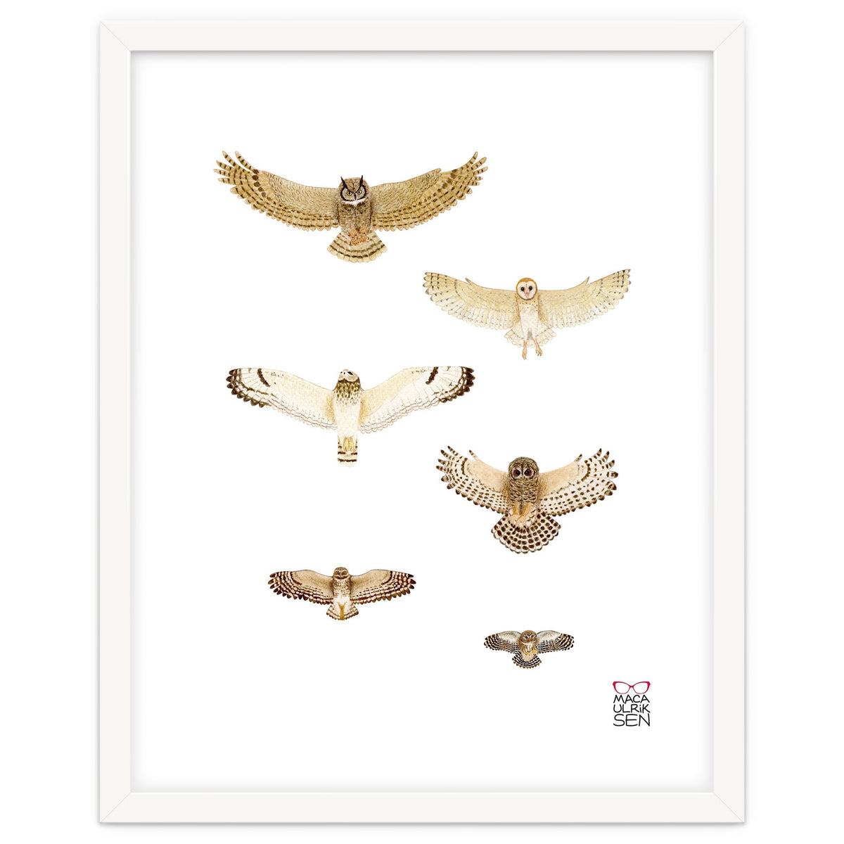 Typical owls & Barn owl