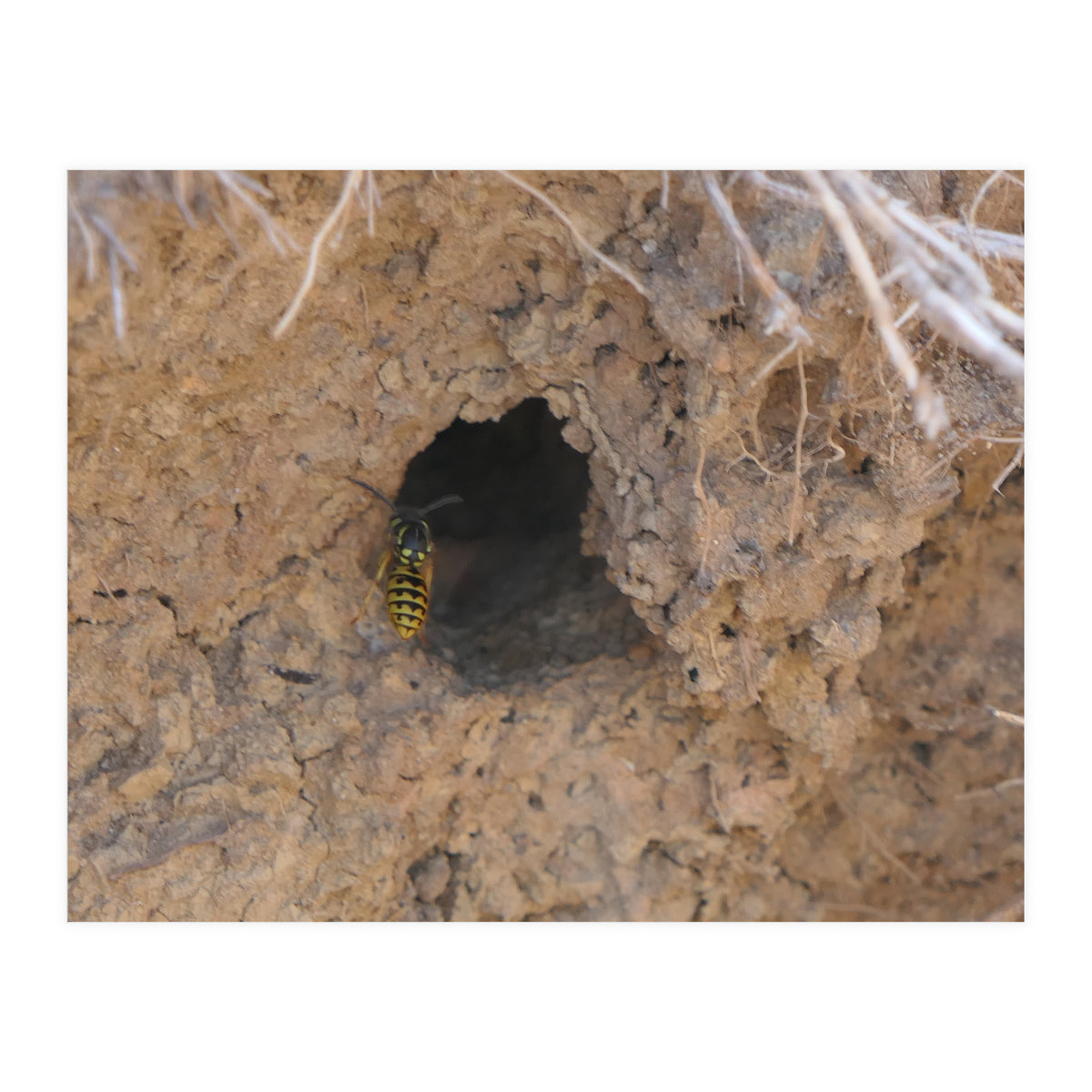 Wasp World (Print Only)