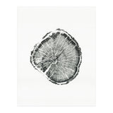 Tree Ring Print, Albion Basin, Utah, Pine Tree Print (Print Only) thumbnail