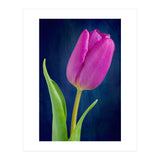 Tulip (Print Only) thumbnail