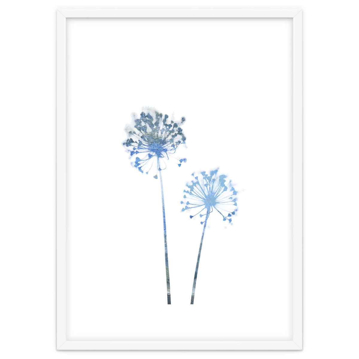 Blue Dandelion