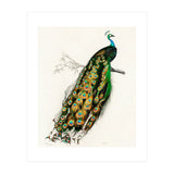 Indian peafowl illustrated (Print Only) thumbnail