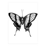 Butterfly Wings (Print Only) thumbnail