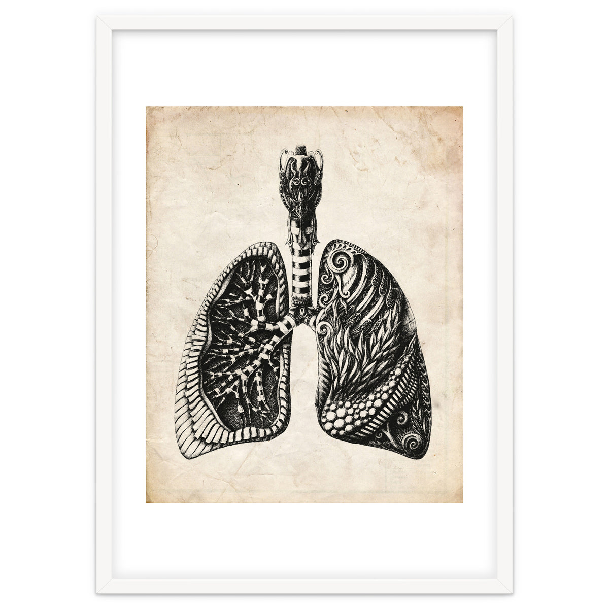 Lungs Anatomy